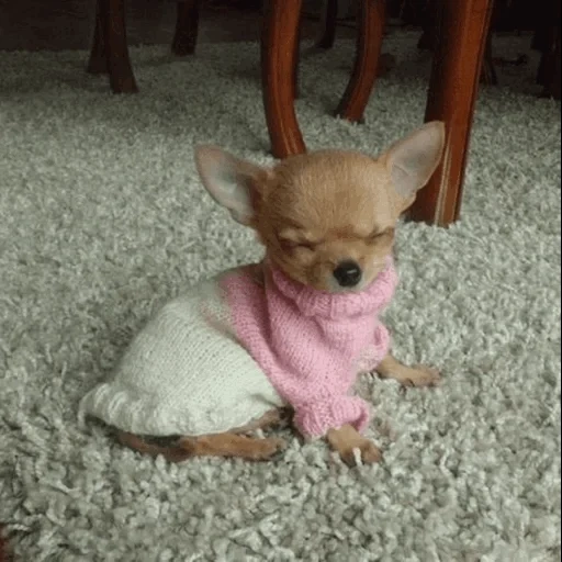 chihuahua, anak anjing chihuahua, anjing chihuahua, varietas chihuahua, rusa chihuahua