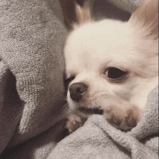 chihuahua, chihuahua puppy, sokra aesthetics, chihuahua dog, chihuahua fluffy