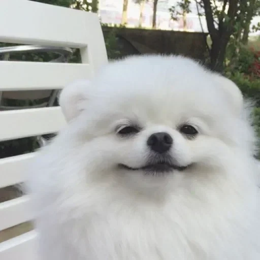 spitz white, spitz rock, der spitzhund, die pommerschen, der felsen von pomé