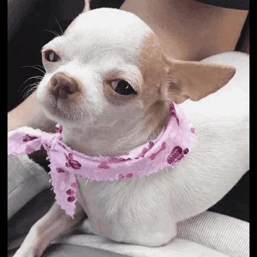 chihuahua, moncong chihuahua, varietas chihuahua, anjing chihuahua, chihuahua yang lucu