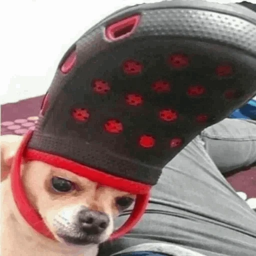 perros divertidos, el perro es divertido, croxy chihuahua, chihuahua con cabeza de zapatilla, animales con cabeza croxi