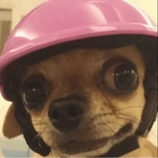 chihuahua, helm für hunde, helm für hunde, lisa ivanova, der chihuahua hund