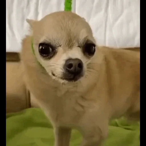 chihuahua, mini chihuahua, cuccioli di chihuahua, cane chihuahua, la razza di chihuahua