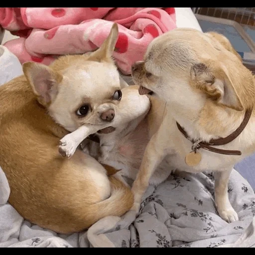 chihuahua, chihuahua puppies, chihuahua dog, the breed of chihuahua, chihuahua standard