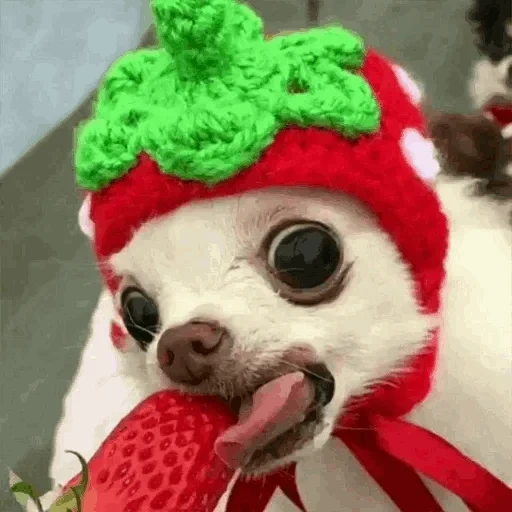 chihuahua, os animais são fofos, cão chihuahua, chihuahua strawberries, filhotes de chihuahua fofos