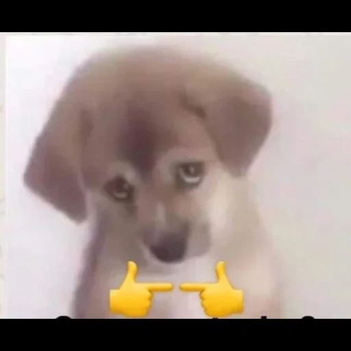 cão, cães, cachorro de cachorro, filhotes fofos, filhote triste