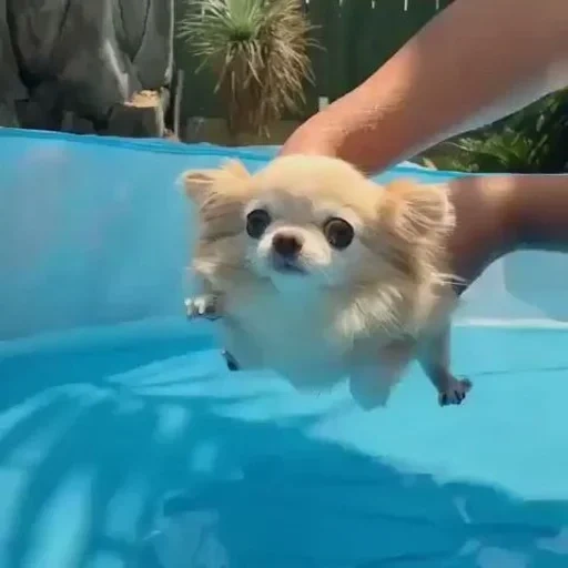 chihuahua, anjing spitz, anak anjing chihuahua, anjing chihuahua, chihuahua sedang berenang