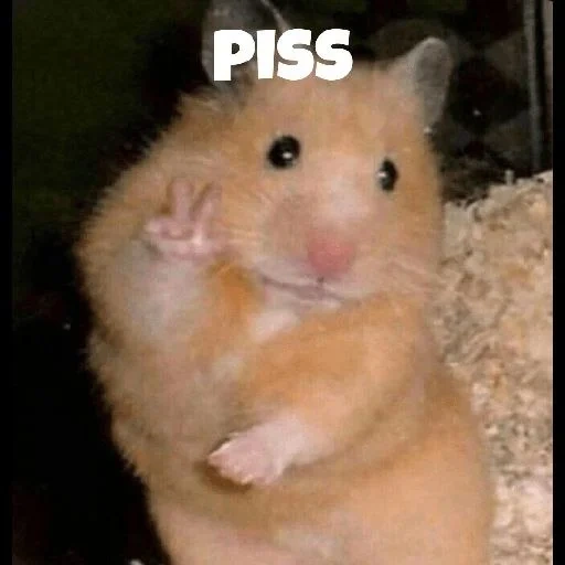 hamster meme, hamster hamster, hamster chamber, hamsters are cute, hamster hilarious