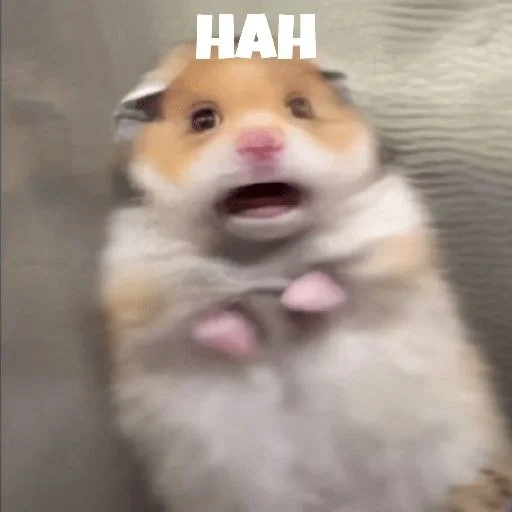 hamster meme, hamster meme, hamster hilarious, meme hamster cross, scared hamster meme