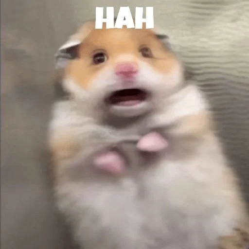 motivo de hamster, motivo de hamster, hamster engraçado, cruz de hamster meme, motivo de hamster assustado