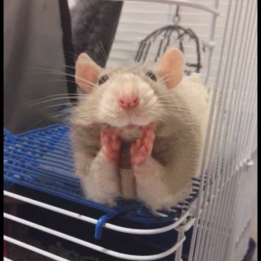 células de rato, rato engraçado, rato doméstico, gaiola de esquilo fofa, estética do mouse é engraçada