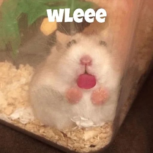 hamster, hamster, hamsters are cute, syrian hamster, jungle hamster