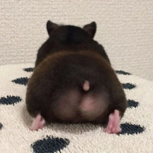 gato, bunda de hamster, bunda de hamster, hamster sírio masculino