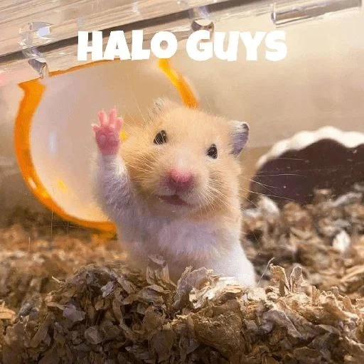 hamster, le hamster est mignon, hamster syrien, le hamster est drôle, fond d'écran des hamsters drôles