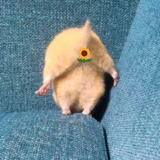 hamster, hamster posture, hamster butt, hamsters are cute, funny hamster