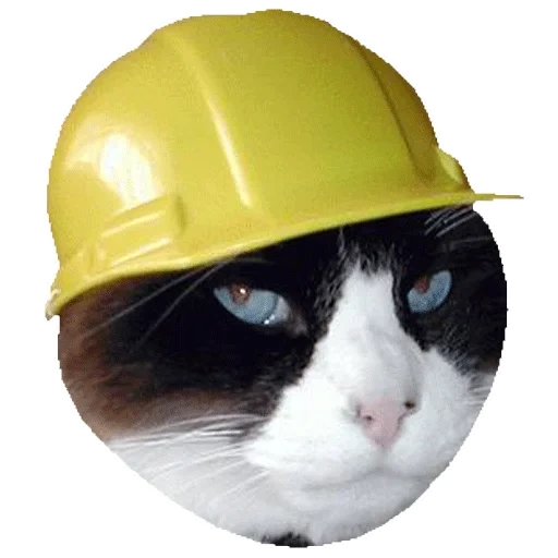 cat capacete, gato de construção, construtor de cães marinhos