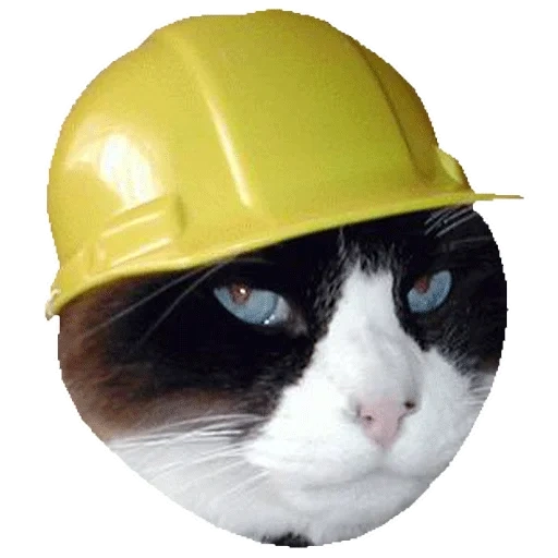 cercueil, constructeur de chats, constructeur de chats