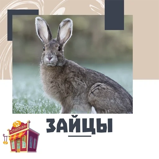 hare, hare mermaid, slide rabbit, rabbit rabbit, presentation