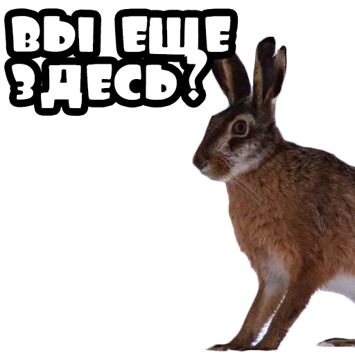 lièvre, lapin, sirène lièvre, bunny bunny, bunny wild