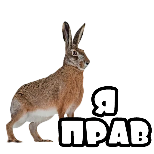 заяц, кролик, животные, заяц русак, заяц белом фоне