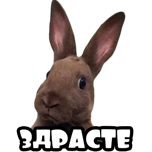 rabbit, funny, rabbit meme, interesting rabbit, rabbit hilarious