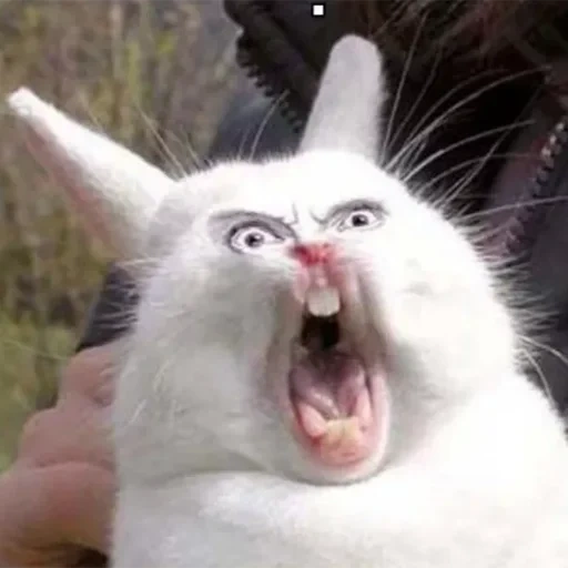 coelho gritando, coelho engraçado, coelho gritando, gritando meme de coelho, os dentes do coelho são engraçados