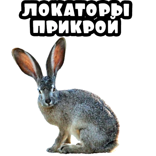 lepre su sfondo bianco, california lepre, coniglio con fondo trasparente, coniglio con fondo trasparente, lepre californiana dalla coda nera