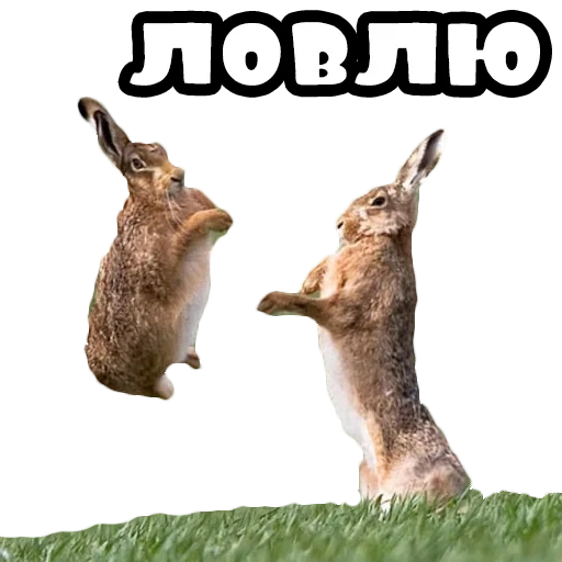 заяц, животные, два зайца, милые животные, животные смешные