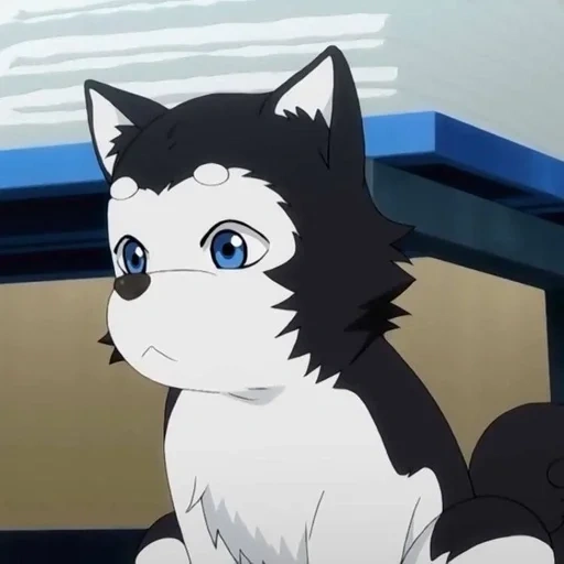 cats, anime de chien, anime mignon animal, tetsuya sunako basketball 2, anime basketball tongue husky