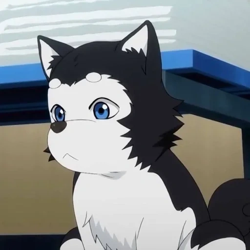 cat, dog anime, anime cute animals, heizi tetsuya basketball 2, anime basketball sunspot husky