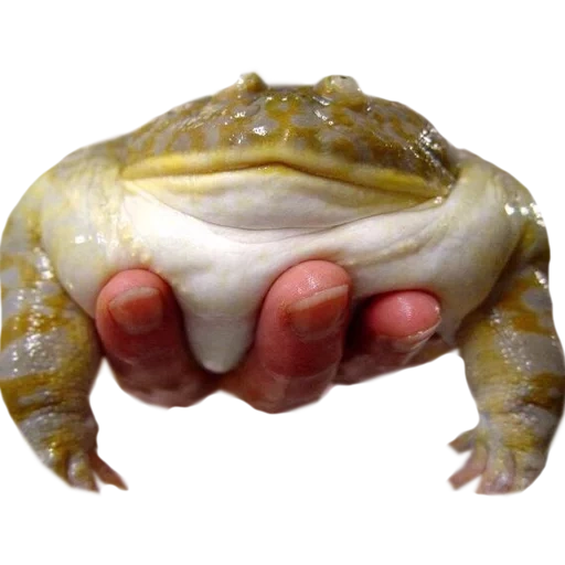 grenouille crapaud, froggy, absorbeur d'eau bullfrog, crapaud à dos de bouclier maléfique