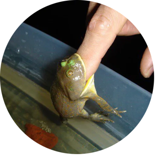 branchies, escargot d'ahadin, tortue à triène, escargot d'ahakin, tortue triangulaire d'afrique