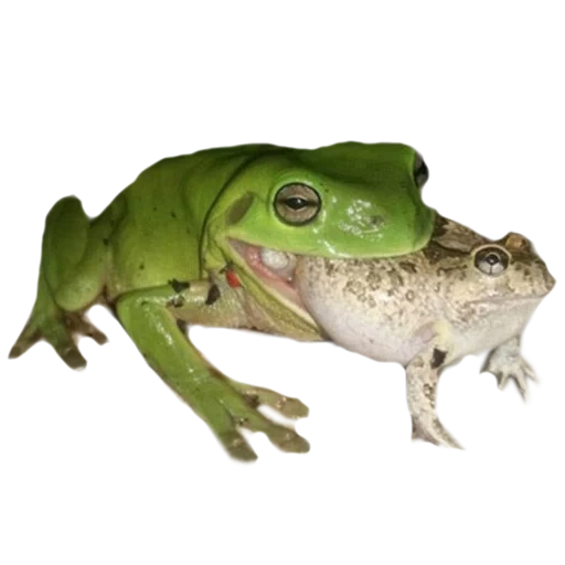 zhaba frog, green toad, kvaksha frog, the frog eats the mouse, frog with a white background