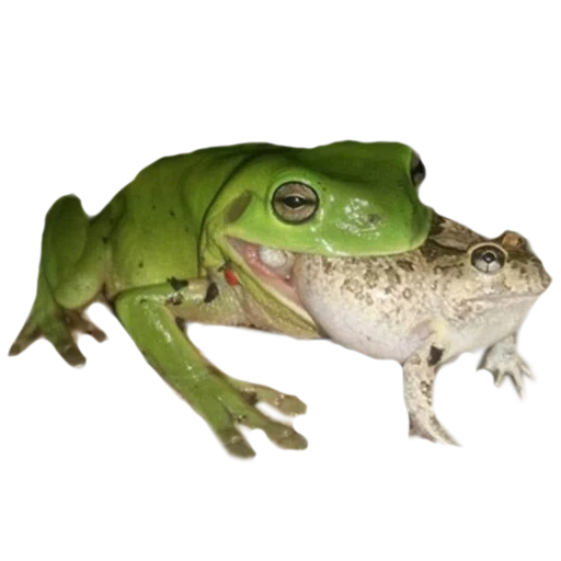 zhaba frog, grüne kröte, kvaksha frog, der frosch frisst die maus, frosch mit einem weißen hintergrund