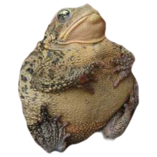 toad, zhaba fat, zhaba frog, an ordinary toad