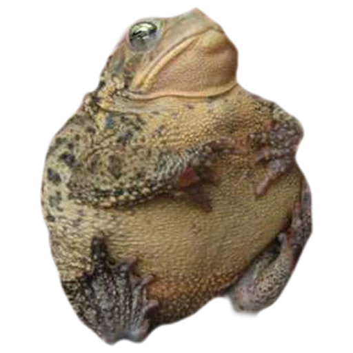 kodok, zhaba fat, zhaba frog, kodok biasa