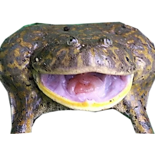 жаба, лягушка бык водонос, лягушка водонос зубы, phoenicolacerta laevis, лягушка баджита или злая щитоспинка