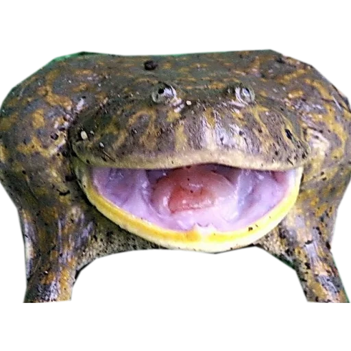 kröte, der froschbulle ist aquatisch, der frosch ist wasserzähne, phoenicolacerta laevis, badzhita frosch oder böser schild