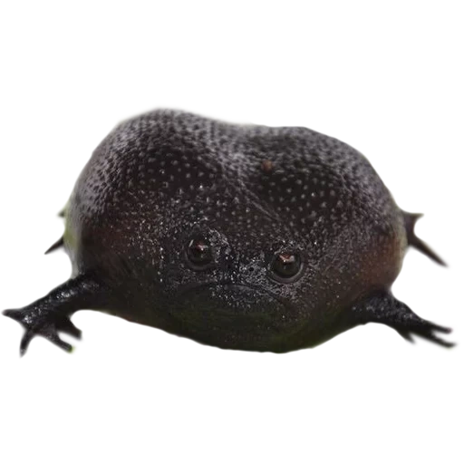 black rain toad, black rain frog, frog breviceps fuscus, black rain frog art, black frog breviceps fuscus