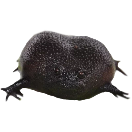 grenouille des pluies noires, grenouille des pluies noires, grenouille breviceps fuscus, art de la grenouille noire, grenouille des pluies noires breviceps fuscus