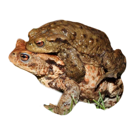 toad, gray toad, zhaba frog, an ordinary toad