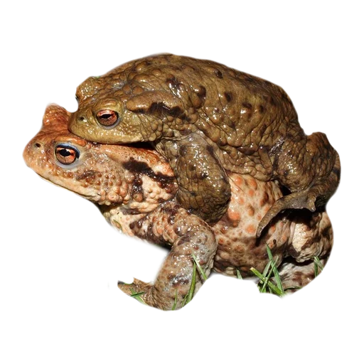 kröte, graue kröte, zhaba frog, eine gewöhnliche kröte