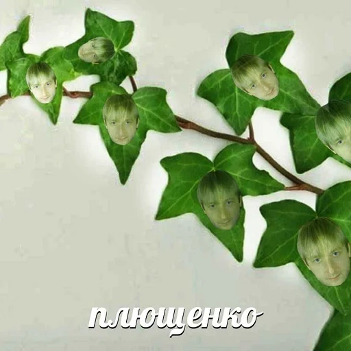 плющ, плющ лист, растение плющ, плющ обыкновенный, искусственная лиана плющ