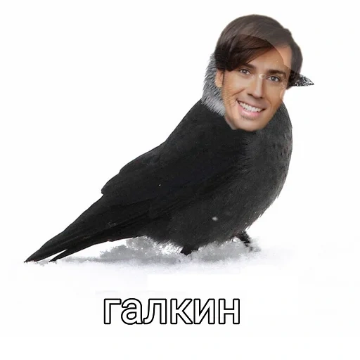 galkin, immagine dello schermo, ptah meme, uccello galka
