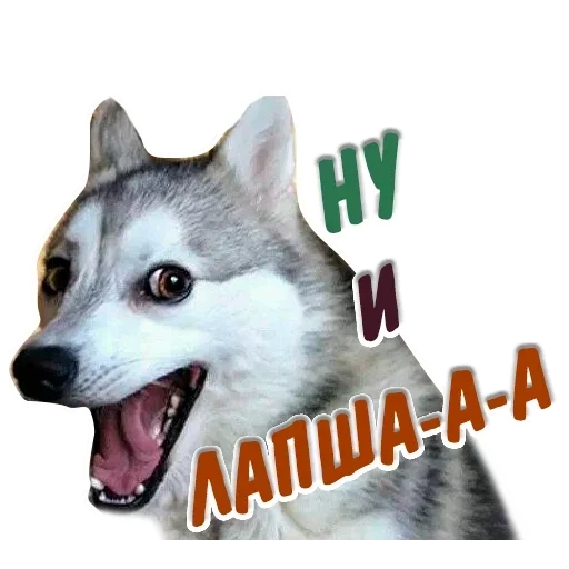 gli animali, meme husky, divertente, iscrizioni sugli animali