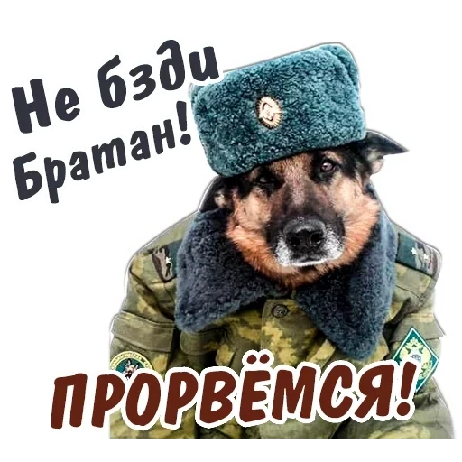 military, frontier troops, uniform dog