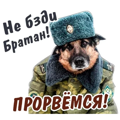 militär, grenztruppen, der hund war militäruniform