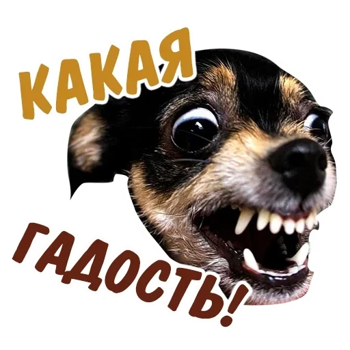 animais, cachorro bravo, meme de cachorro maligno, animais engraçados