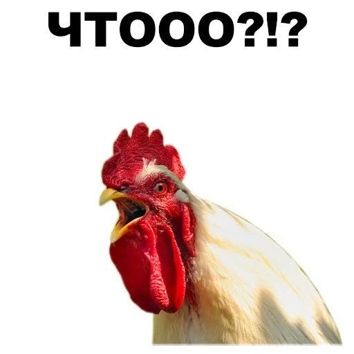 rooster, animaux, rooster, le coq chante