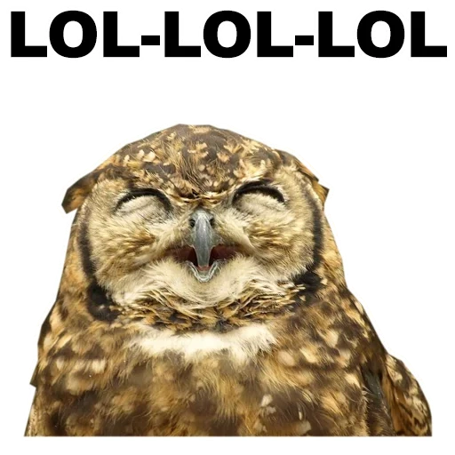 owl, owl owl, funny owls, laughing owl
